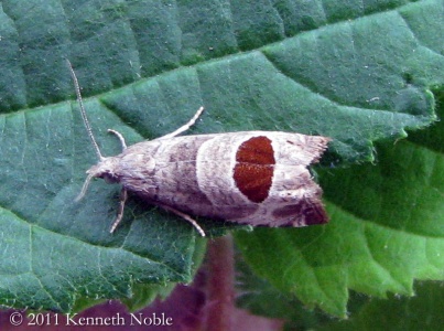 Notocela uddmanniana (bramble-shoot moth) Kenneth Noble